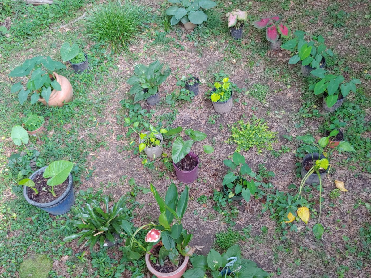 Learning the Labyrinth