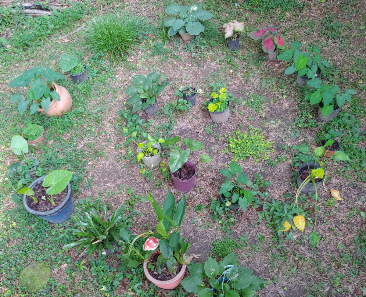 Learning the Labyrinth